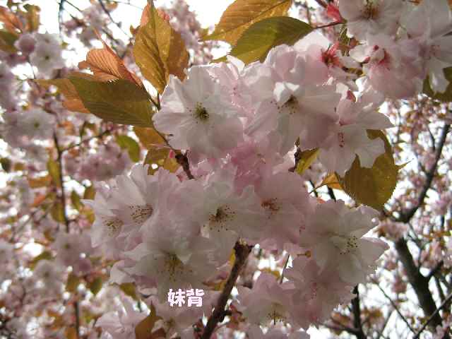 【フラワーセンターの八重桜図鑑】_b0009849_2210579.jpg