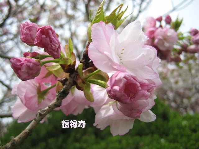 【フラワーセンターの八重桜図鑑】_b0009849_22105944.jpg