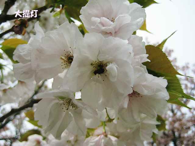 【フラワーセンターの八重桜図鑑】_b0009849_22111694.jpg