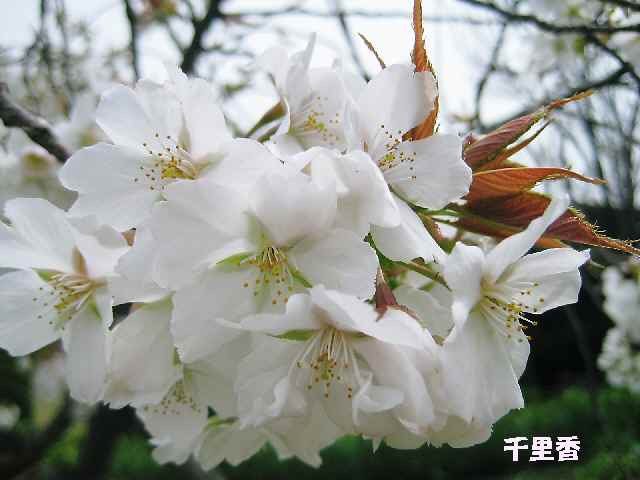 【フラワーセンターの八重桜図鑑】_b0009849_22215241.jpg