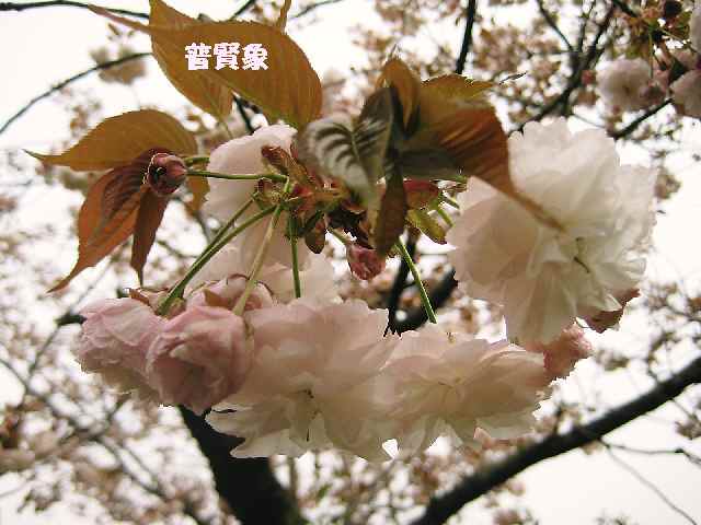 【フラワーセンターの八重桜図鑑】_b0009849_22245615.jpg
