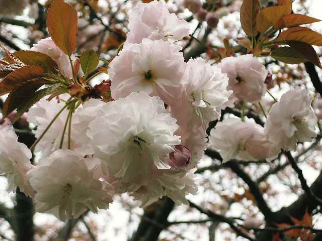 【フラワーセンターの八重桜図鑑】_b0009849_22282974.jpg