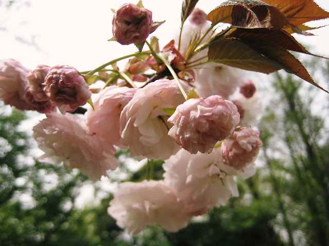 【フラワーセンターの八重桜図鑑】_b0009849_2228891.jpg