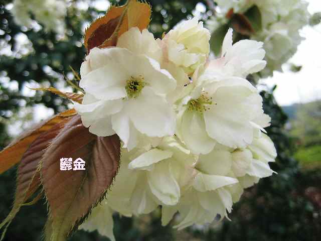 【フラワーセンターの八重桜図鑑】_b0009849_22294924.jpg
