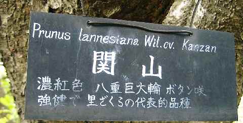 【フラワーセンターの八重桜図鑑】_b0009849_22334867.jpg