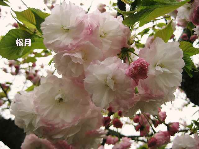 【フラワーセンターの八重桜図鑑】_b0009849_22342190.jpg