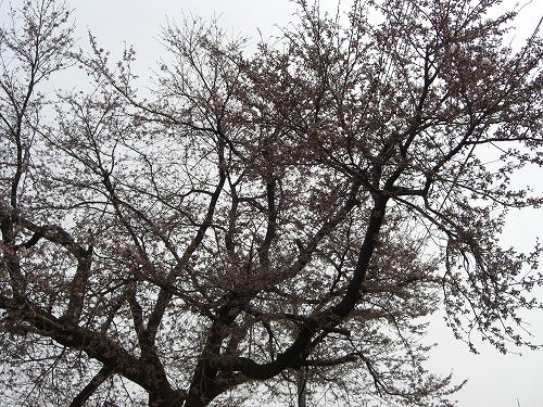 浦佐小学校の桜_a0084753_1311372.jpg
