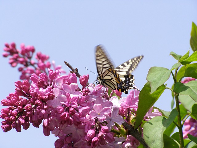 恋するキジ　　根尾の薄墨桜　　ライラックにアゲハ_a0018655_2222218.jpg