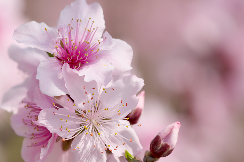 A Peach Blossoms_f0072758_2224196.jpg