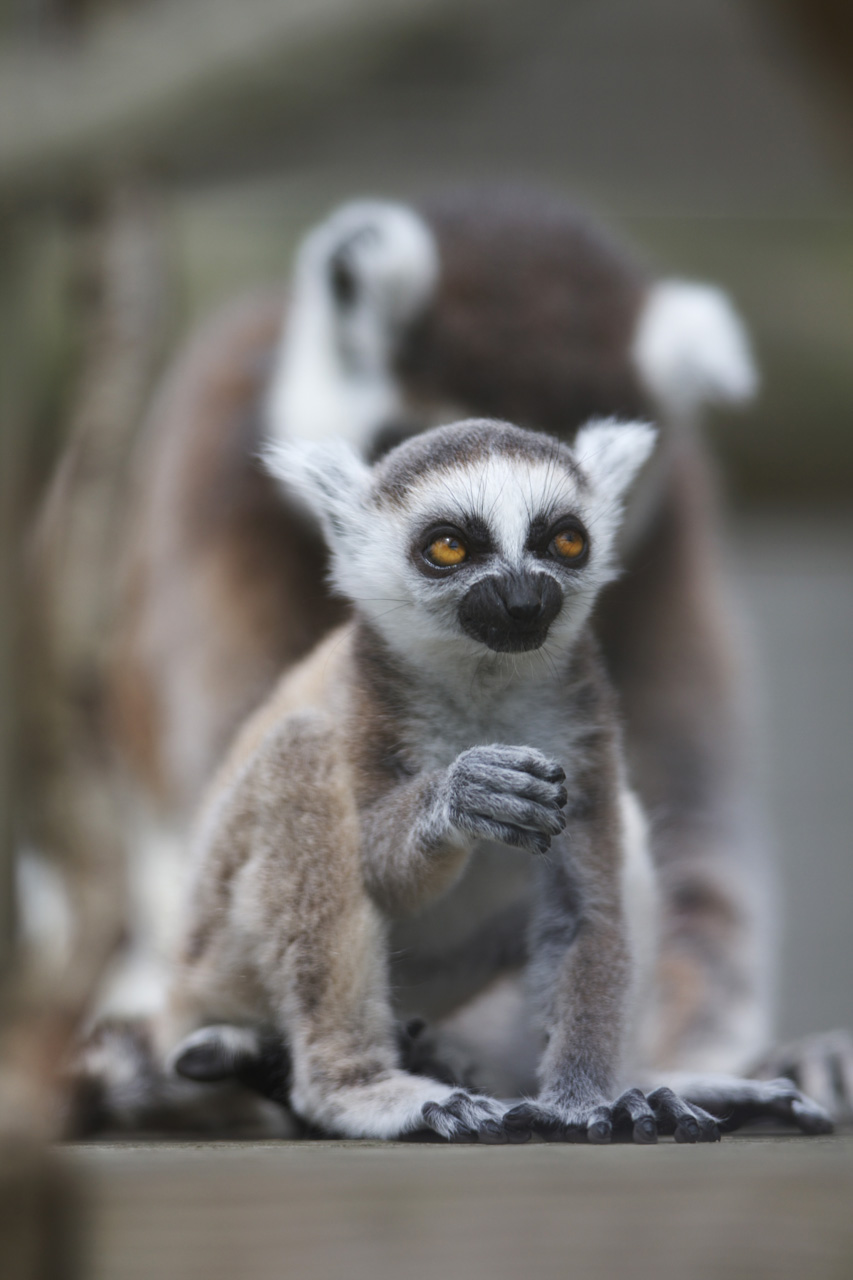 京都市動物園12_e0060169_6431558.jpg