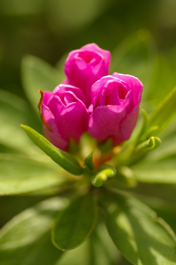 近所の花たち_d0123171_17391187.jpg