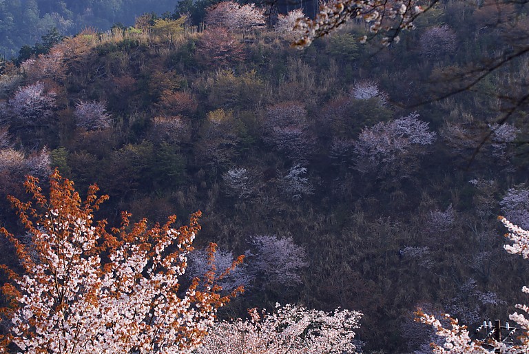 朝桜の吉野--　2　--　　20080415_a0050572_10255651.jpg