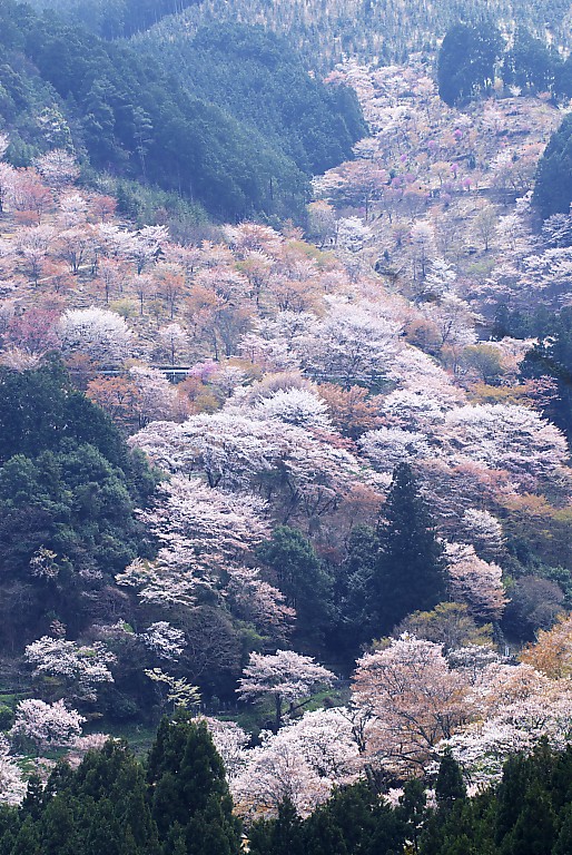 朝桜の吉野--　2　--　　20080415_a0050572_10272721.jpg