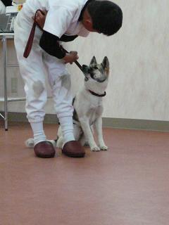 ☆パピートレーニングの報告☆_c0138175_1418245.jpg