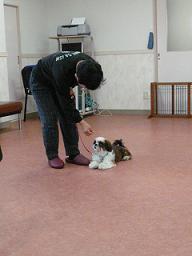 ☆パピートレーニングの報告☆_c0138175_16312658.jpg