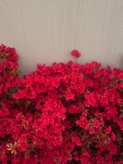 アササン 日々＠好日