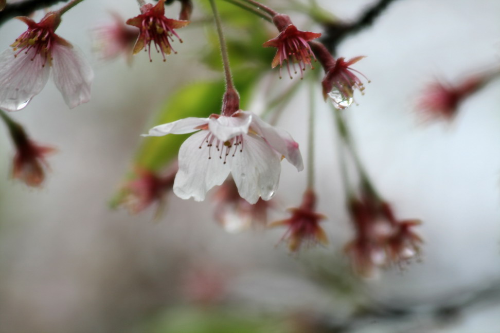 雨の日に、、、、_b0093678_2204042.jpg