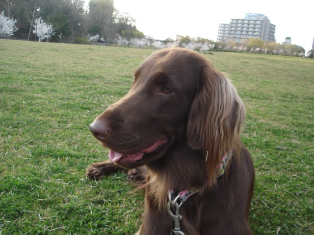 桜の公園へお散歩～♪_d0078080_1955399.jpg