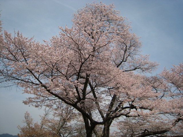 吉野の桜_e0003783_1361055.jpg