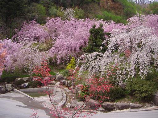 近場の桜_e0014991_2115837.jpg