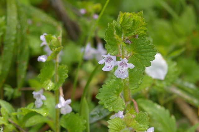 よく似た花 08 4 16 ムラサキサギゴケ トキワハゼ カキドオシ 舞岡公園の自然 よく似た花 08 4 16 ムラサキサギゴケ トキワハゼ カキドオシ 舞岡公園の自然