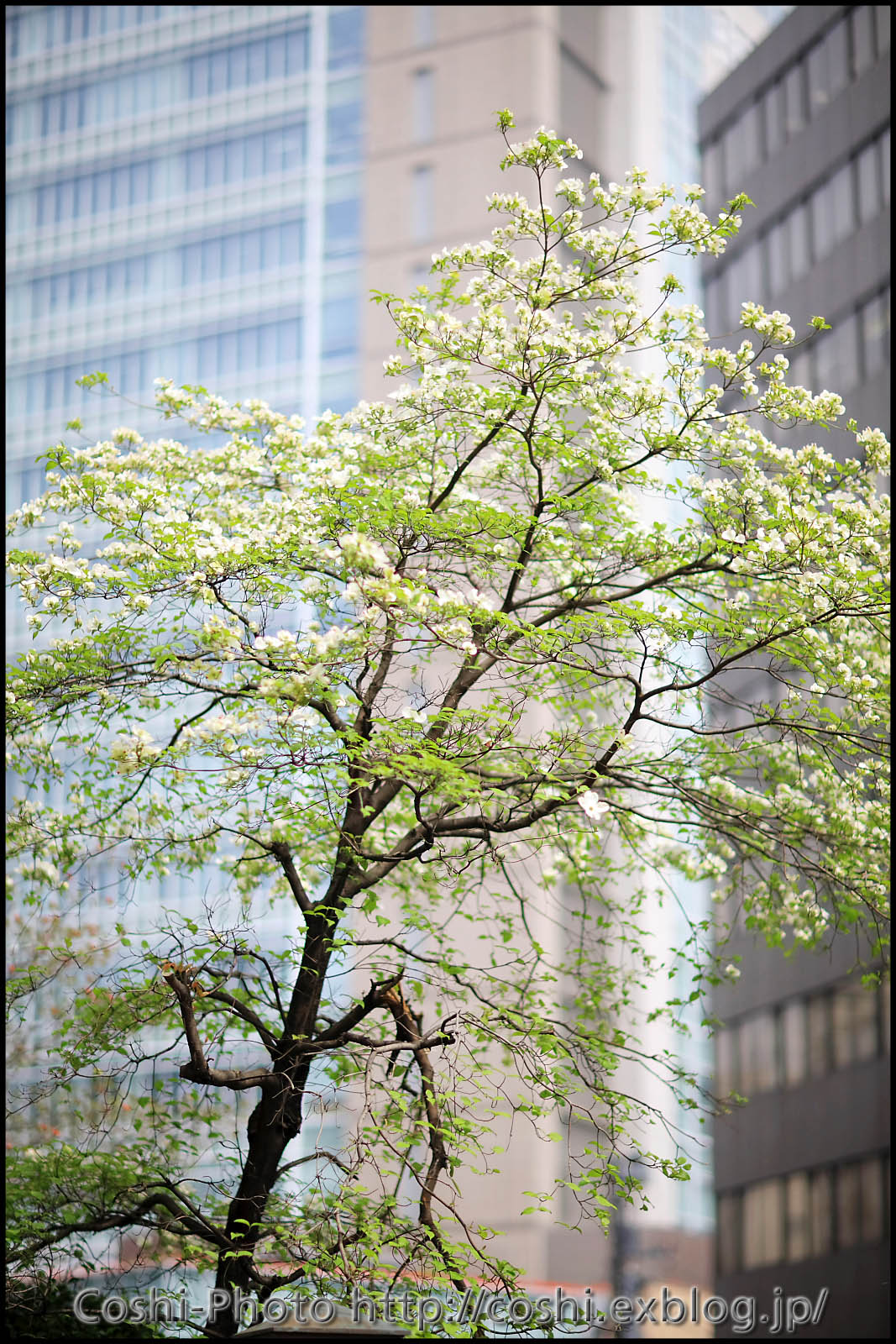 花水木の季節となりました(*^_^*)_a0110096_10571319.jpg