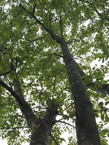 c0047201_1757175.jpg