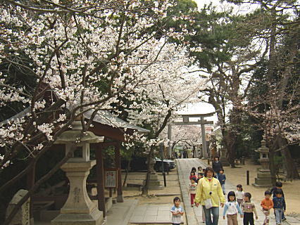 2008桜　第一章　ご近所桜_e0097701_1621670.jpg