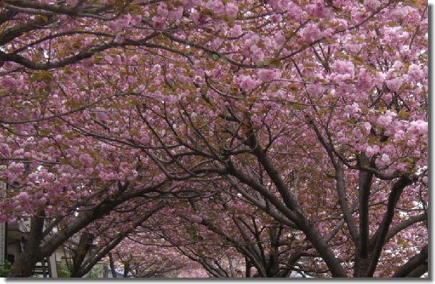 八重桜のお花見、孫_c0051105_1459174.jpg