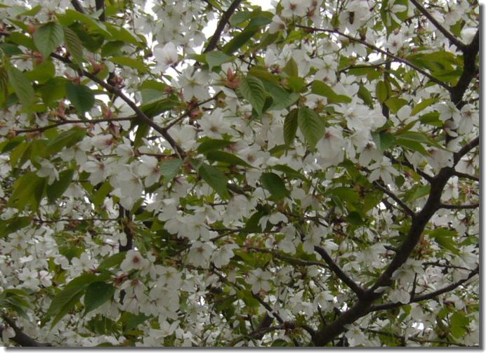 八重桜のお花見、孫_c0051105_1516438.jpg