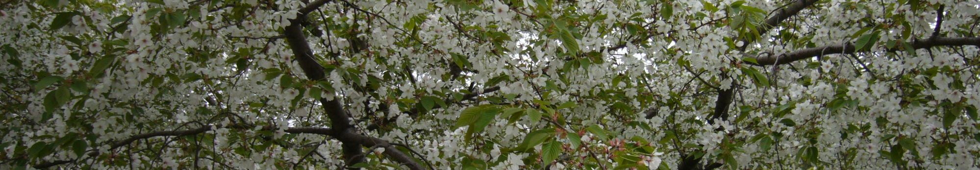 八重桜のお花見、孫_c0051105_15252381.jpg