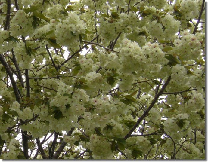 八重桜のお花見、孫_c0051105_1571054.jpg