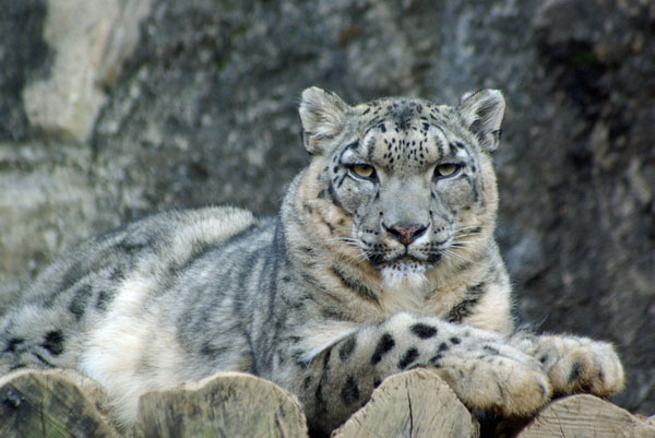 ユキ出産 おめでとう 動物園写真 晴れときどき雪豹