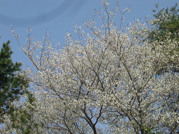 五浦の山桜・１５日撮影♪_d0010319_21495752.jpg