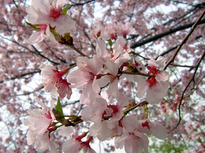 茶臼山公園の桜_d0066822_6591690.jpg