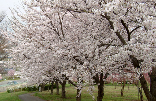 茶臼山公園の桜_d0066822_6594527.jpg