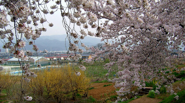 茶臼山公園の桜_d0066822_703859.jpg