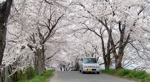茶臼山公園の桜_d0066822_781318.jpg