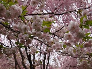 仁和寺　龍安寺_b0069630_21274716.jpg