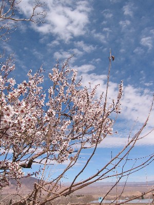 ライアン要塞の桜_e0054531_2336458.jpg