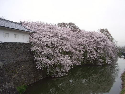 霞城の桜_f0118332_1715106.jpg