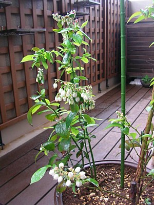 c0038434_13461097.jpg