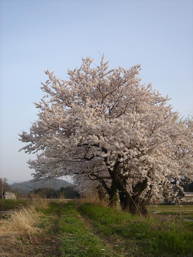 最後の桜_f0131535_199294.jpg