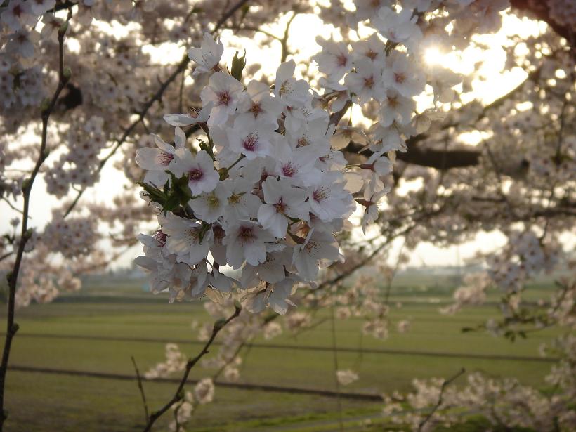 最後の桜_f0131535_1995950.jpg