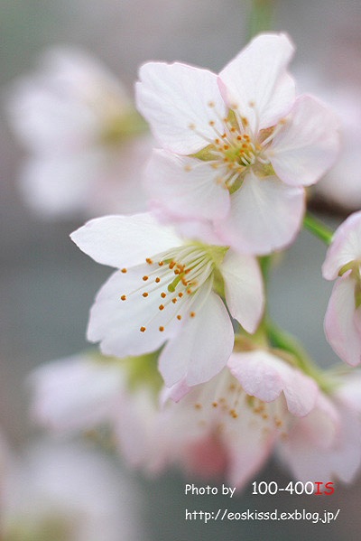 《花》　桜（熱海早咲き）　50mm+EF12他（植物振興センター）_c0080036_018796.jpg