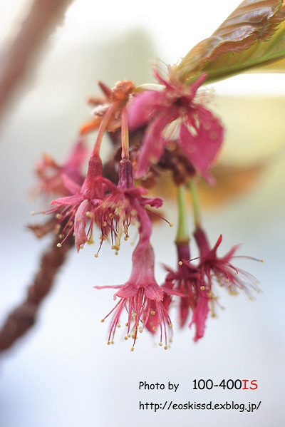 《花》　桜（熱海早咲き）　50mm+EF12他（植物振興センター）_c0080036_0212282.jpg