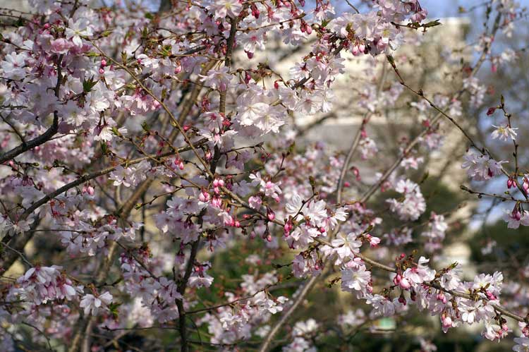 水火天満宮の紅枝垂れ、妙蓮寺のお会式桜_d0030636_9324132.jpg