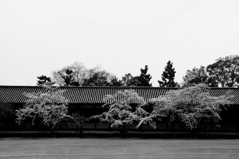 東大寺の桜_f0032137_1173695.jpg