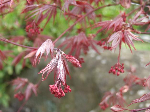 庭のもみじに花の蕾がつきました。 : 油絵画家、永月水人の