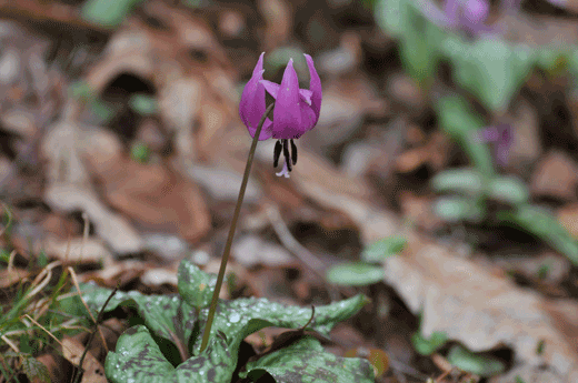 c0093046_6171787.gif